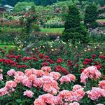 International Rose Test Garden
