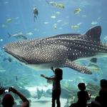 Georgia Aquarium