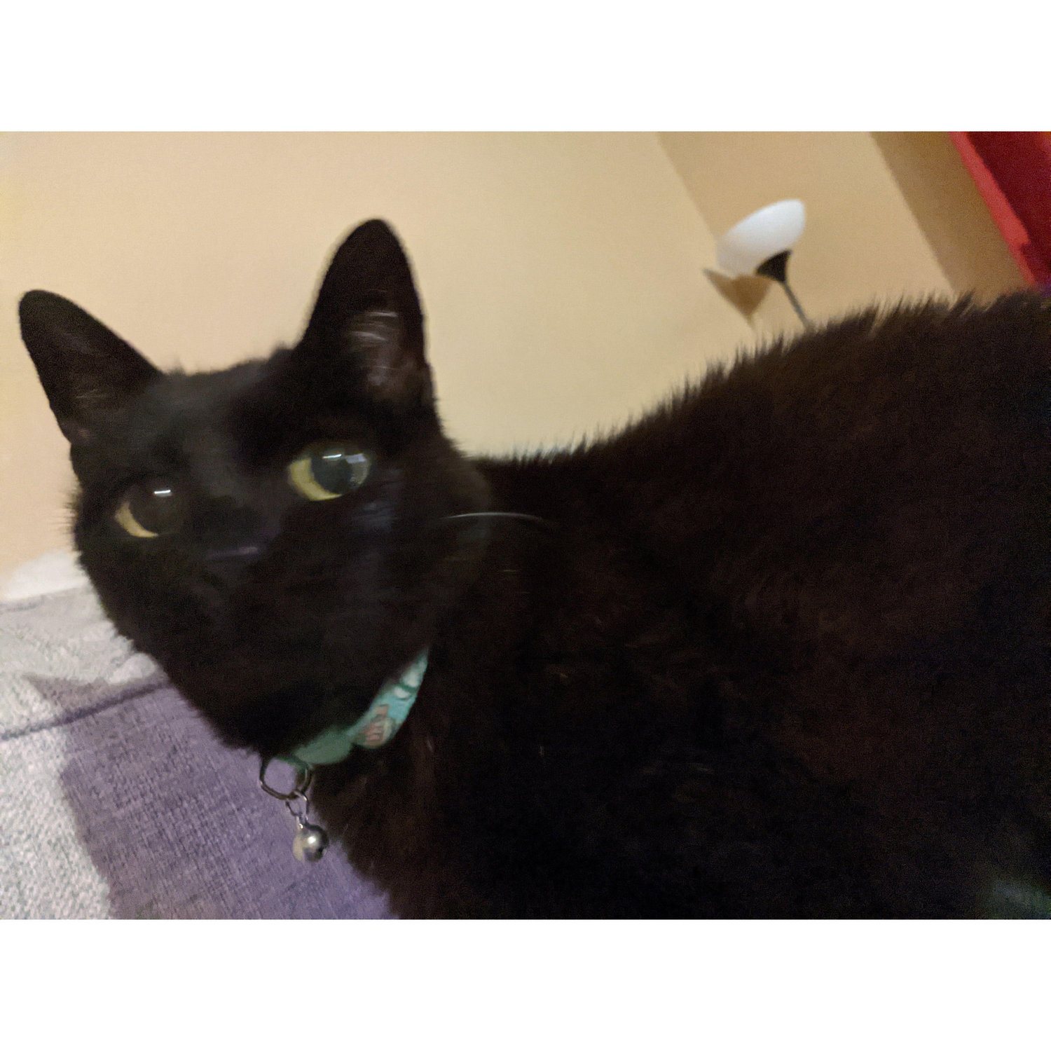 Chito always looked mildly alarmed