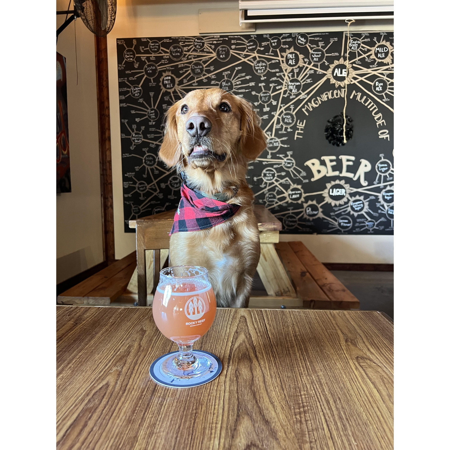 Murphy enjoying a Reef beer