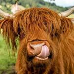 Loch Ness and Scottish Highlands Day Tour