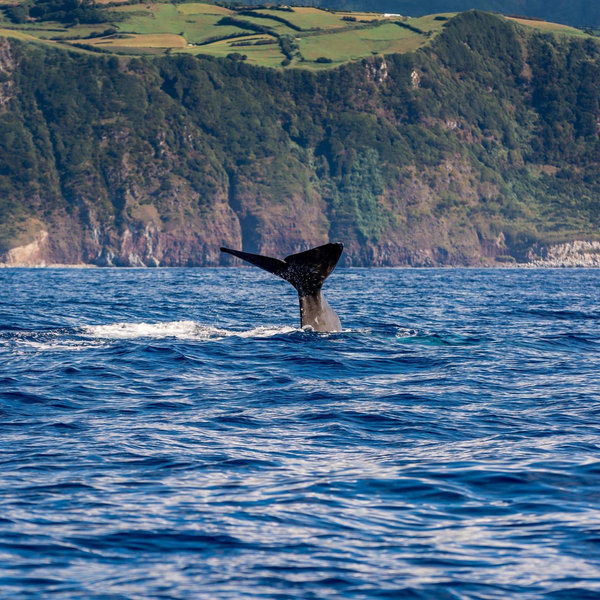 Whale Watching For Two on Sao Miguel (Azores)
