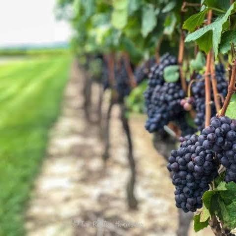 Vineland Estates Winery : 3620 Moyer Rd, Vineland, ON L0R 2C0, Canada
