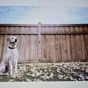 Backyard Fence Fund