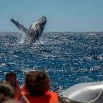 Bar Harbor Whale Watch Co