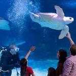 Newport Aquarium