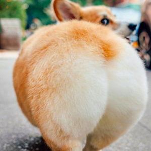 MoMo's Corgi Fund