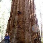 Merced Grove Trailhead