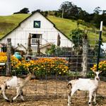 Harley Farms Goat Dairy