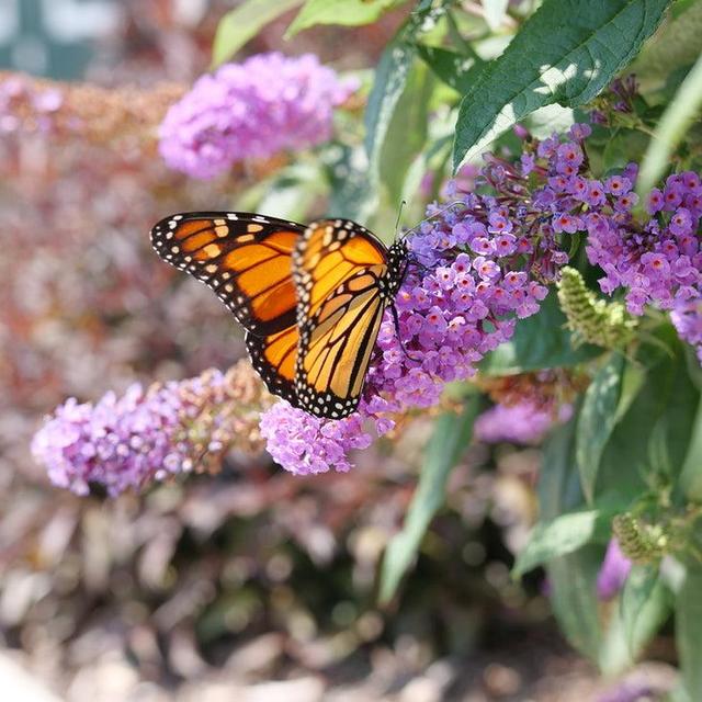 'Miss Molly' Butterfly Bush