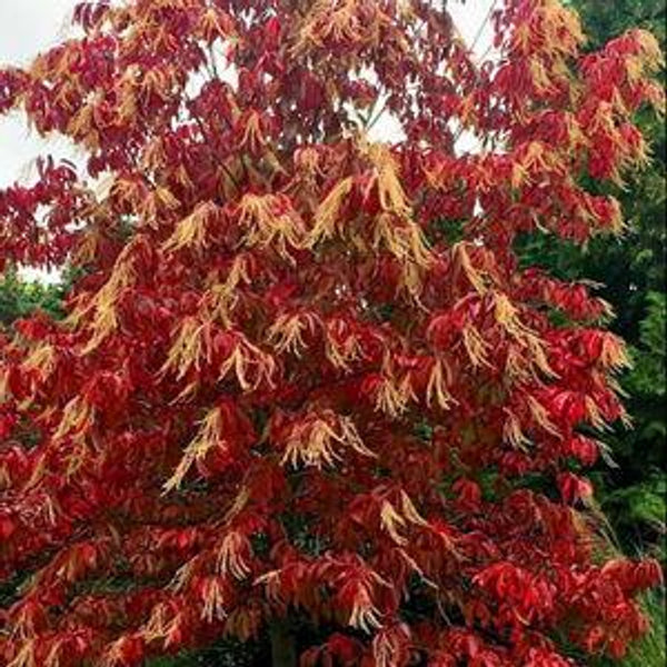 Sourwood Tree