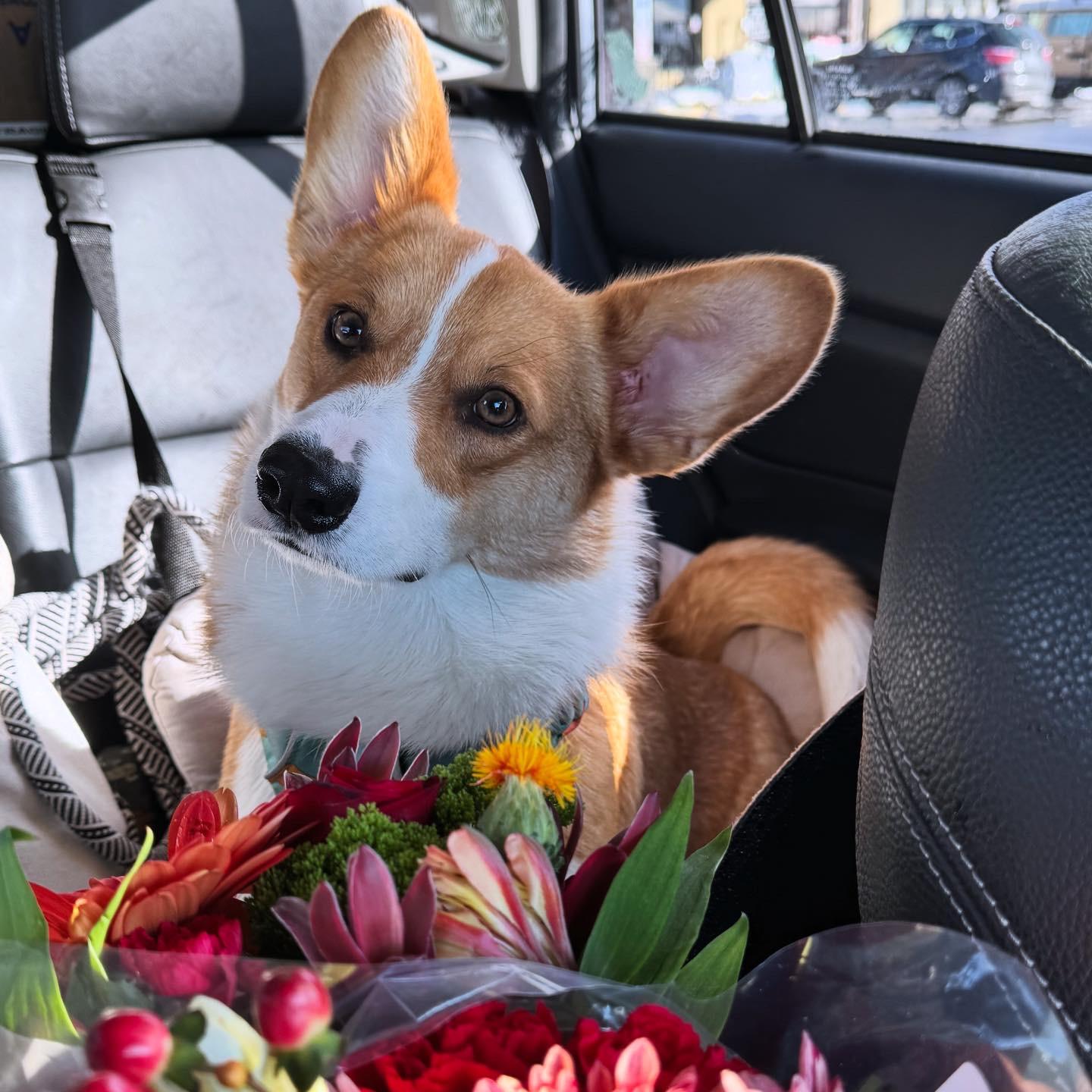 Headed to pick up the keys to our first house with Basil and flowers in tow!
