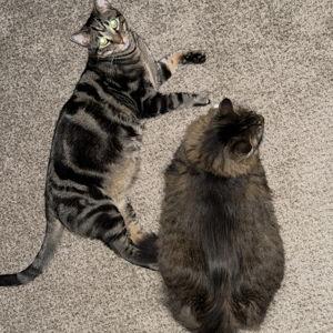 Self Cleaning Cat Litter Box