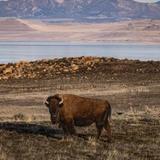 Antelope Island State Park