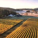 San Juan Vineyard