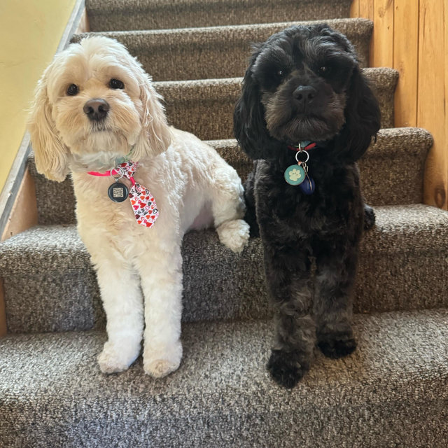 Year's Supply Of Pet Treats & Toys
