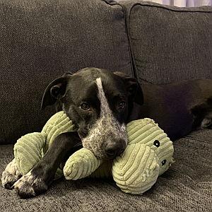 Our Pet Toy Fund For Atlas
