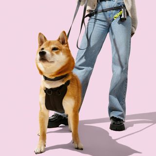 Luna Small 6-in-1 Waterproof Hands-Free Leash & Collar