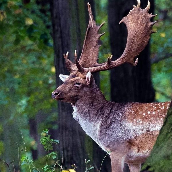 European Fallow Deer Guided Hunt
