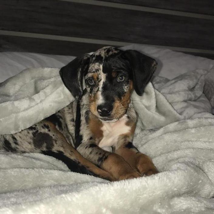 Our sweet Dixie girl as a puppy