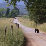 Cades Cove Loop Road