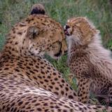 Ann van Dyk Cheetah Centre