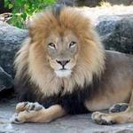 Saint Louis Zoo