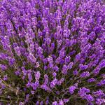 Fragrant Isle Lavender Farm & Shop