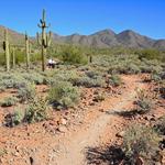Lost Dog Wash Trailhead