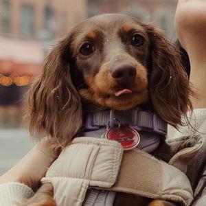 Vienna’s “Good Girl” Treats