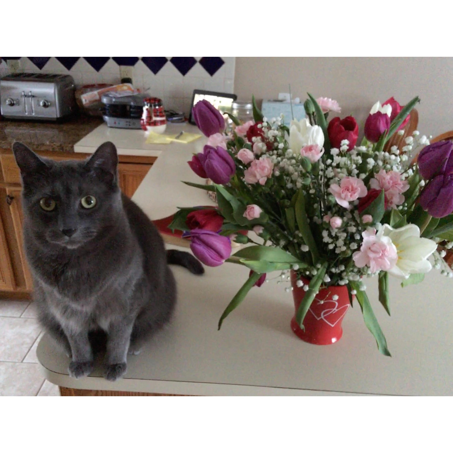 Here is the princess of the couple's household: Tinsel!
