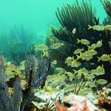 John Pennekamp Coral Reef State Park