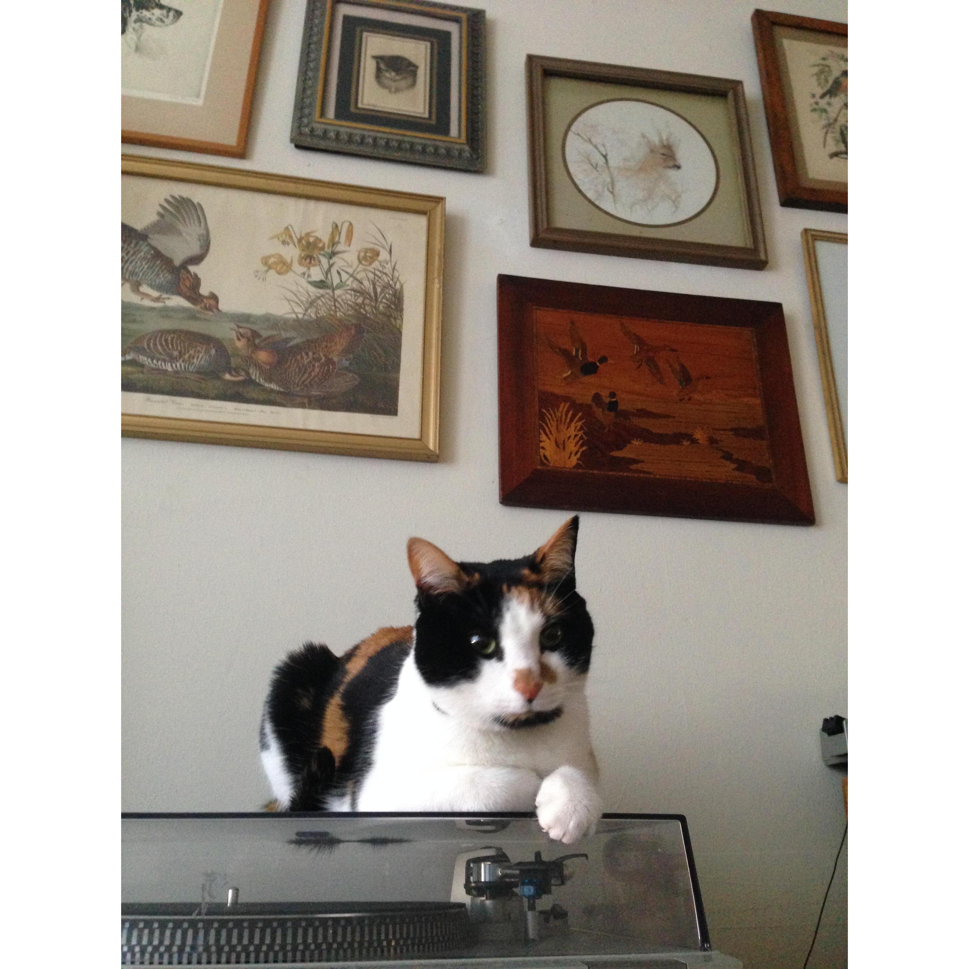 This is Marigold. Momma to Jodie and excellent lap cuddler.