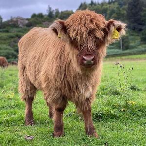Honeymoon To Scotland