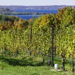 Traverse City Wineries