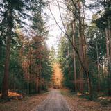 Salcey Forest
