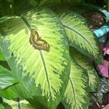 The Key West Butterfly and Nature Conservatory