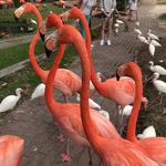 Sarasota Jungle Gardens