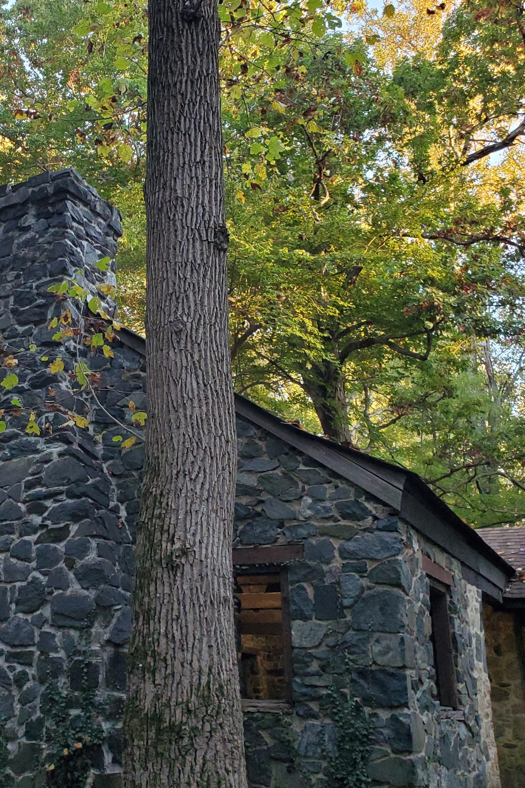 The Wedding Website of Maria Patterson and Amy Longstreth