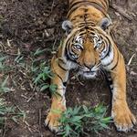 Birmingham Zoo