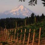 Phelps Creek Vineyards