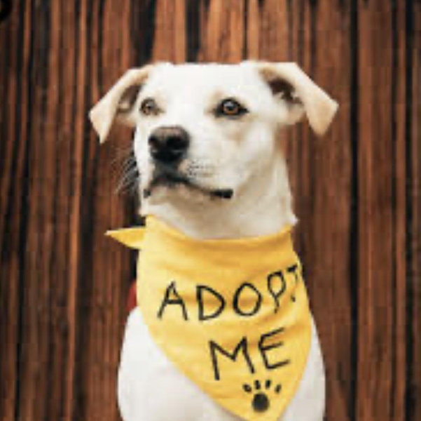 New dog adoption fund!
