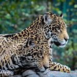 Chattanooga Zoo