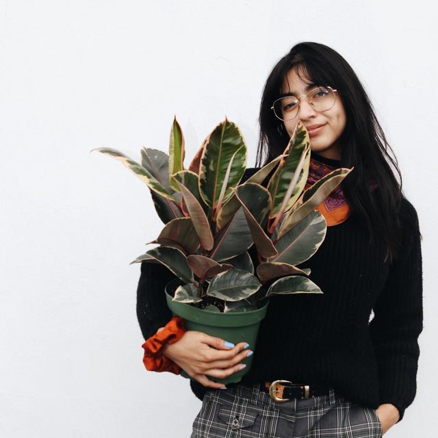 Ficus Decora Tineke 8”