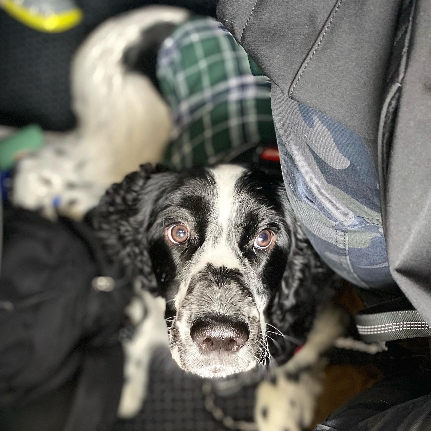 Alfie