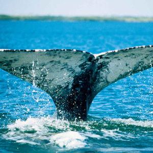 Whale Watching