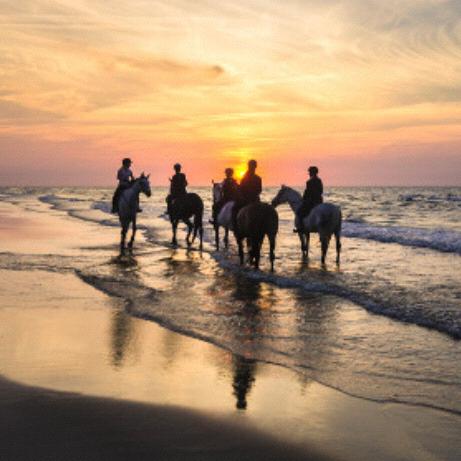 Horseback Riding for Two on Our Honeymoon
