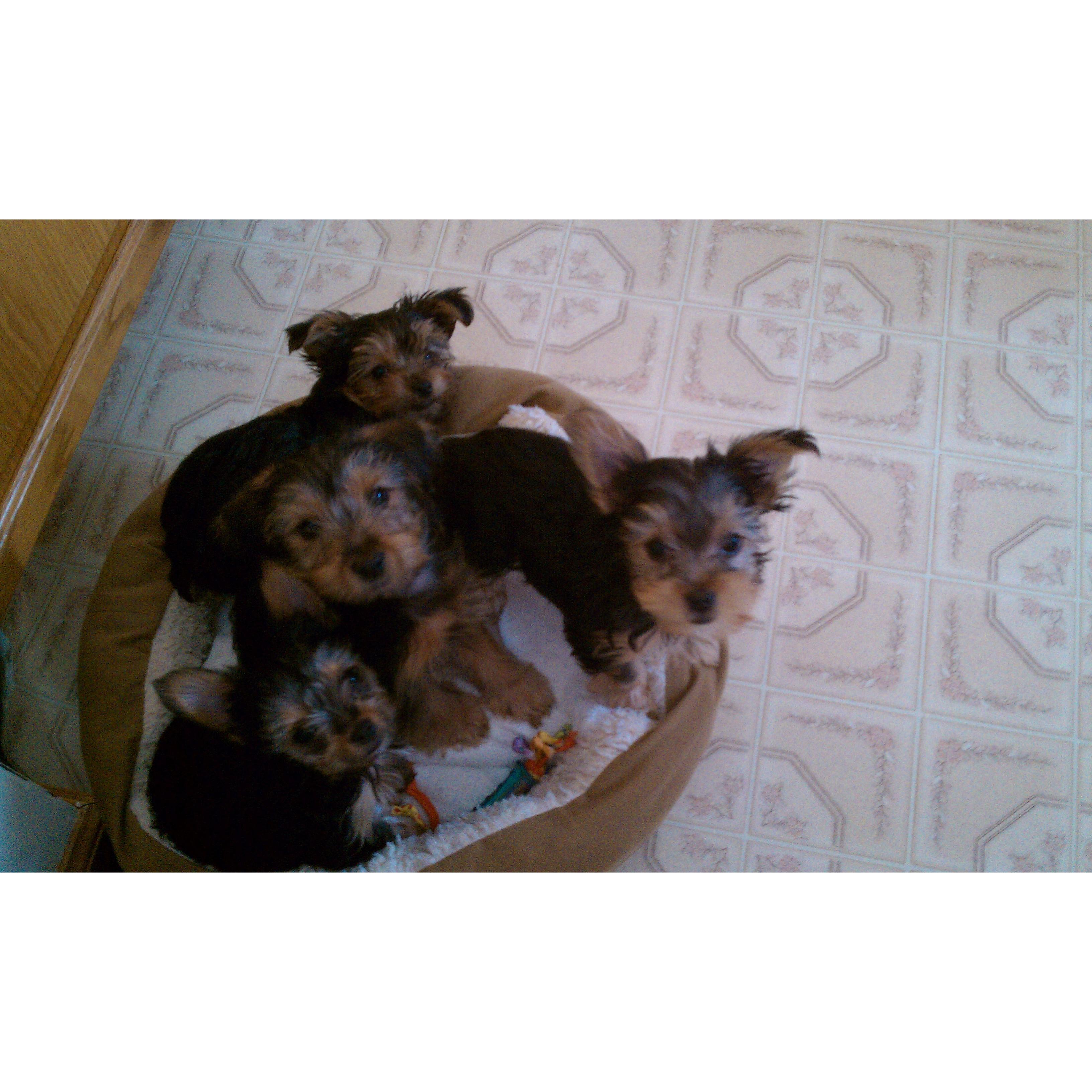 Our puppies' puppies. Can you guess which one is Bear and Judy? (Ludlow 2010)