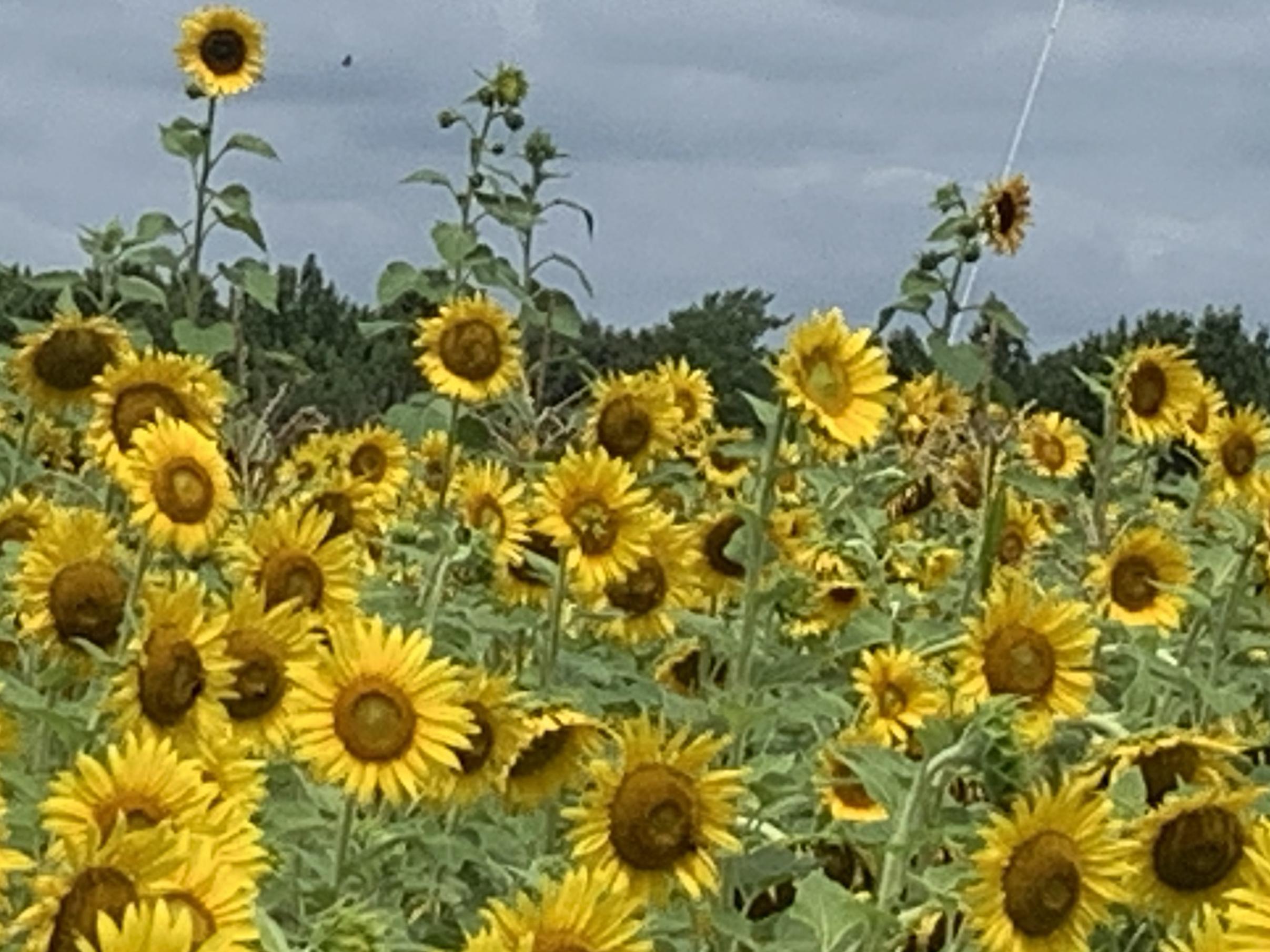 The Wedding Website of Sheila Aileen Sutton and Clarence William Tignor, Jr.