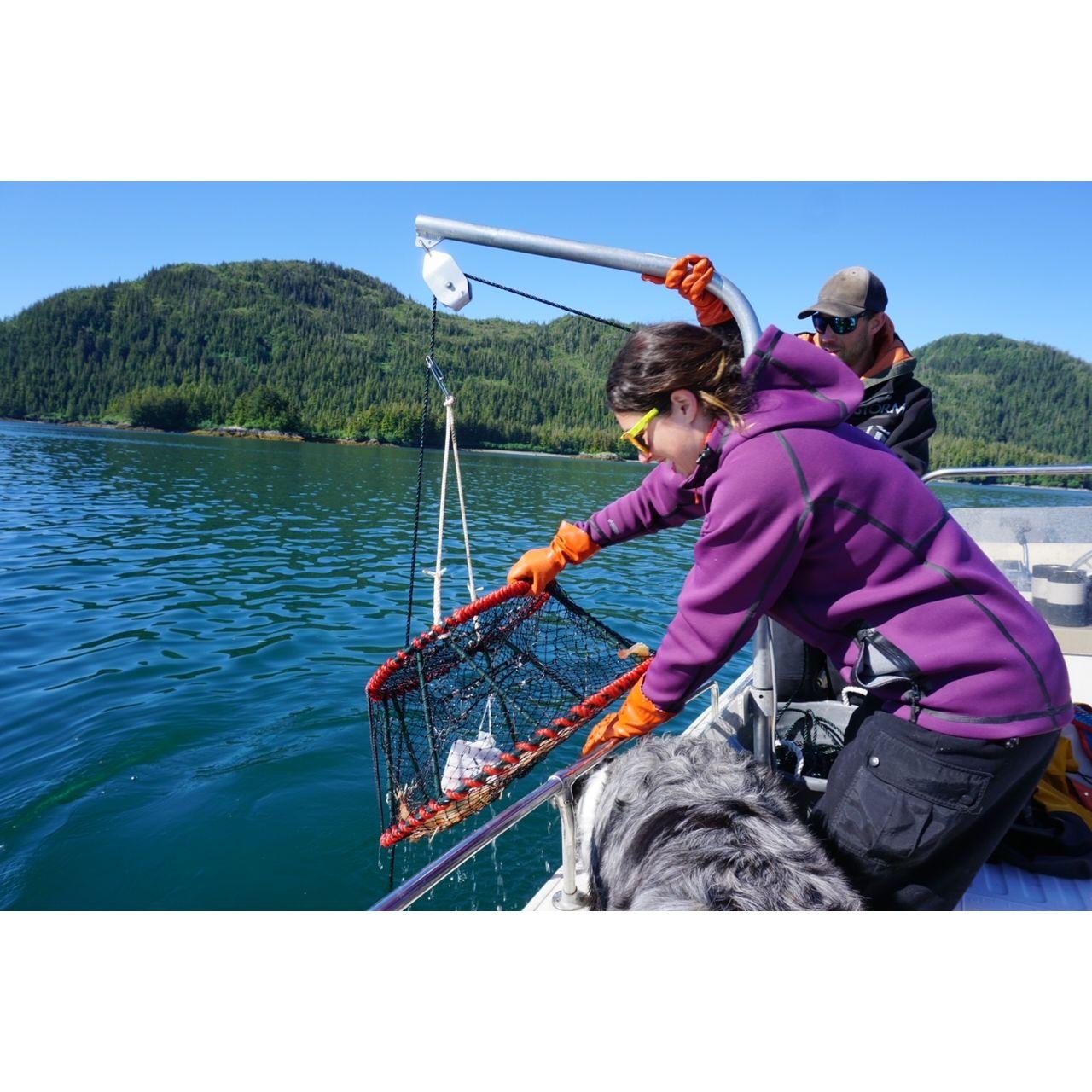Pulling in shrimping pots out in Prince William Sound